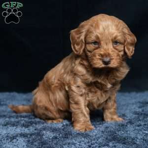 Kennedy, Cavapoo Puppy